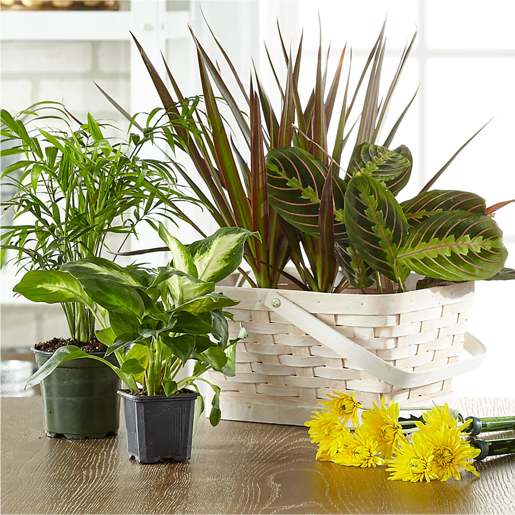 Florist Designed Blooming and Green Plants in a Basket – Hallmark Flower Shoppe, Panama City FL