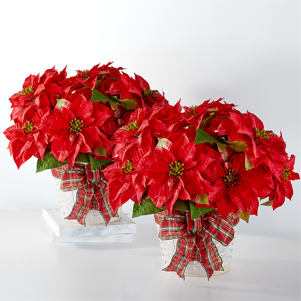 Happiest Holidays Poinsettia Bundle – Hallmark Flower Shoppe, Panama City FL