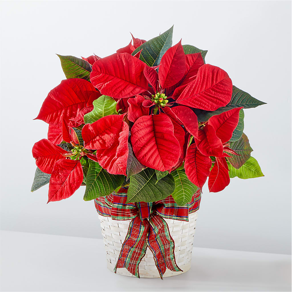 Happiest Holidays Poinsettia – Hallmark Flower Shoppe, Panama City FL