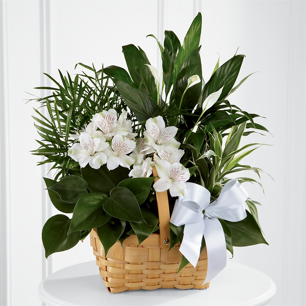 Peace & Serenity Dishgarden – Hallmark Flower Shoppe, Panama City FL