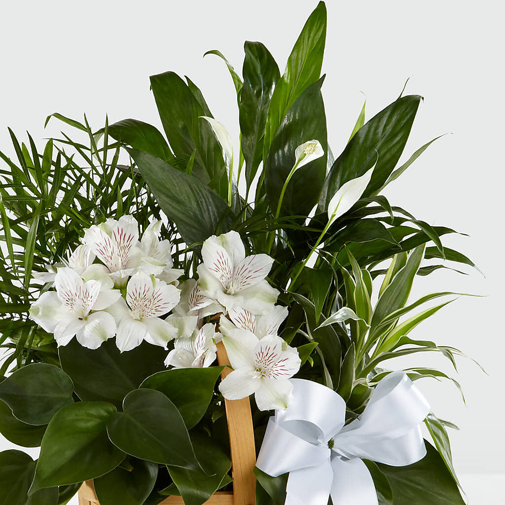 Peace & Serenity Dishgarden – Hallmark Flower Shoppe, Panama City FL