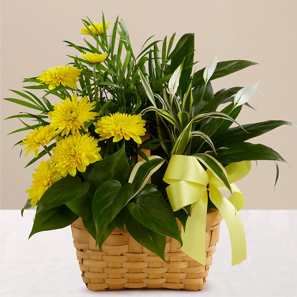 Loving Light Dishgarden – Hallmark Flower Shoppe, Panama City FL