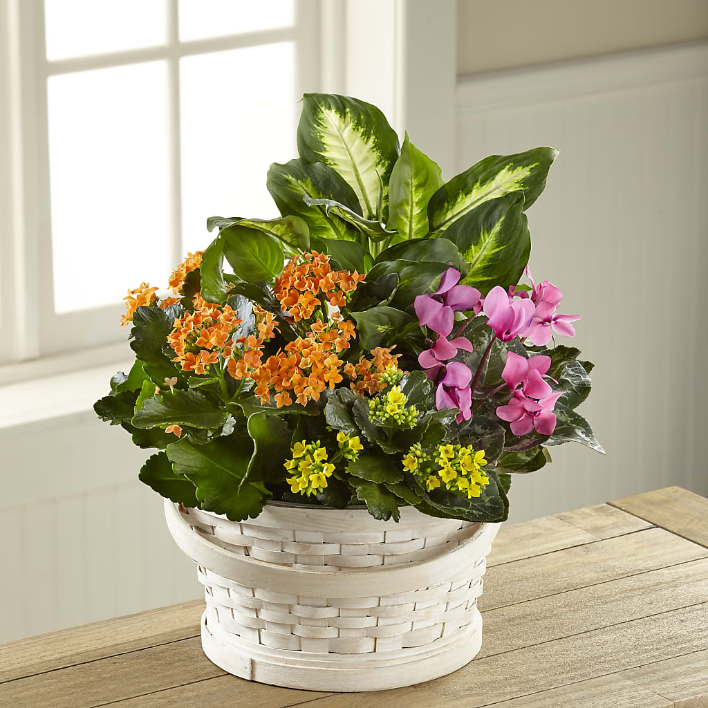 Color Crush Dishgarden – Hallmark Flower Shoppe, Panama City FL