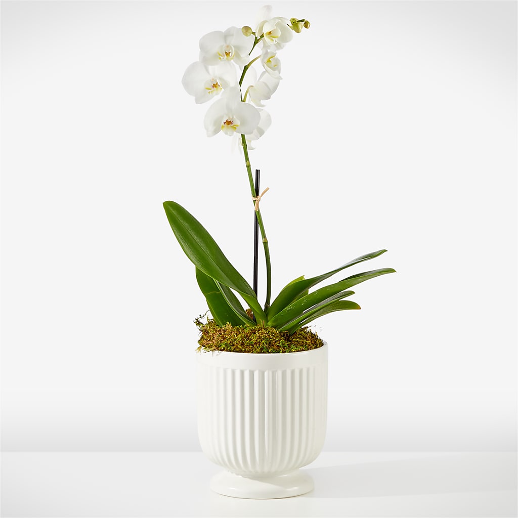 Whispering White Orchid – Hallmark Flower Shoppe, Panama City FL