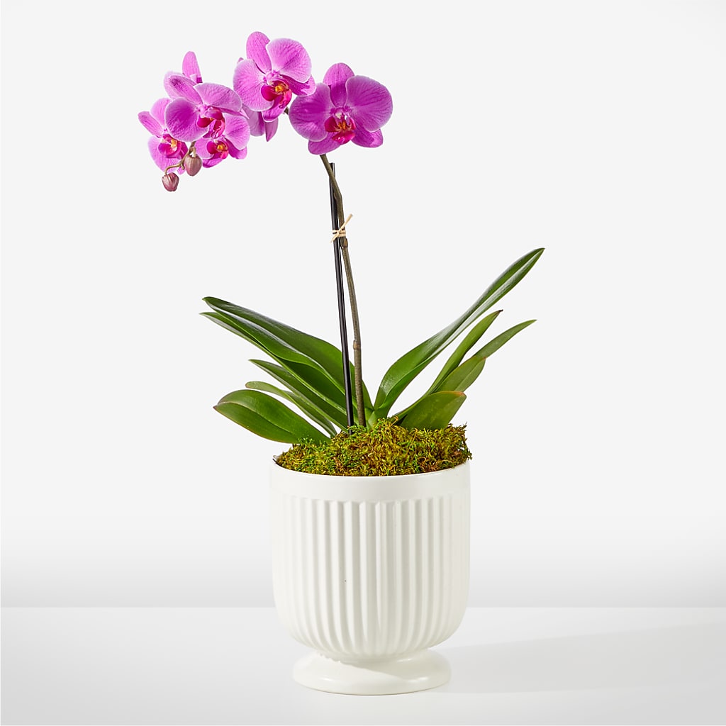 Friendly Fuchsia Orchid – Hallmark Flower Shoppe, Panama City FL