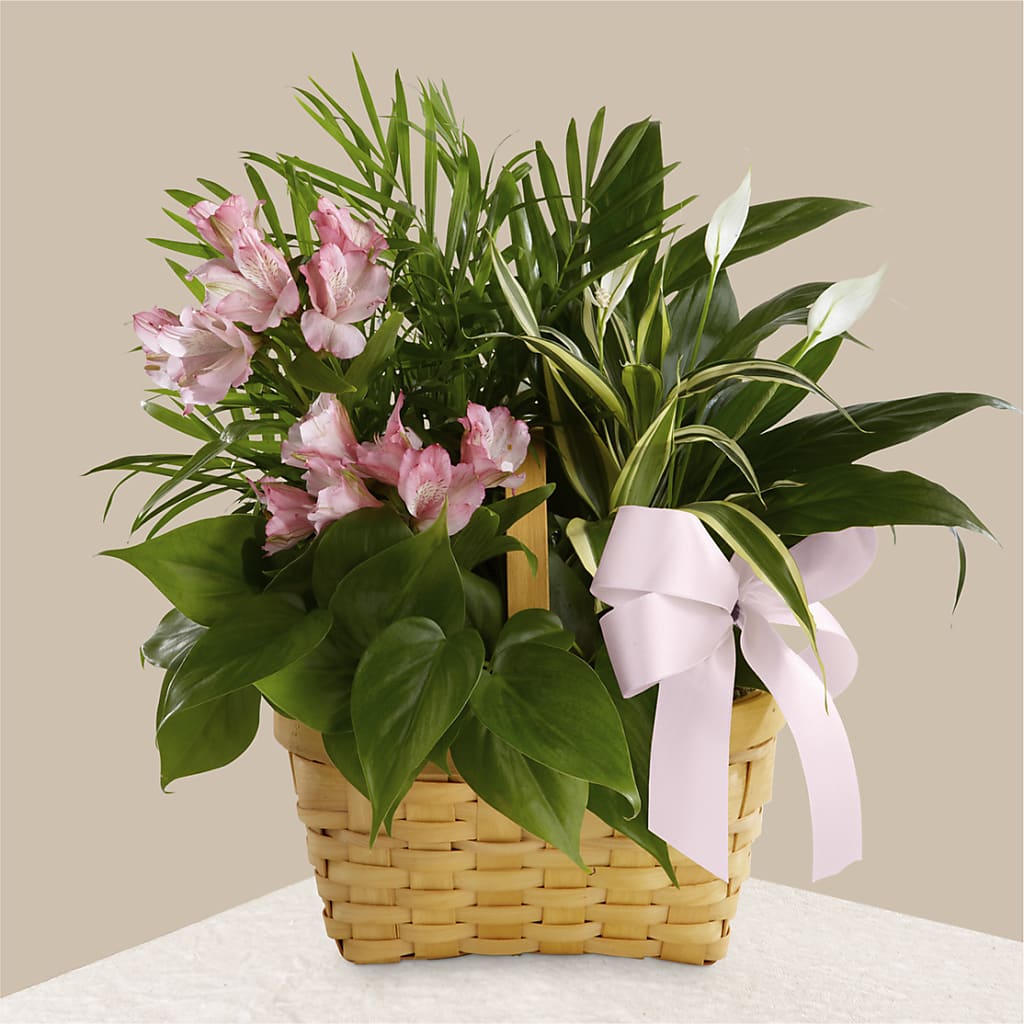 Living Spirit Dishgarden – Hallmark Flower Shoppe, Panama City FL