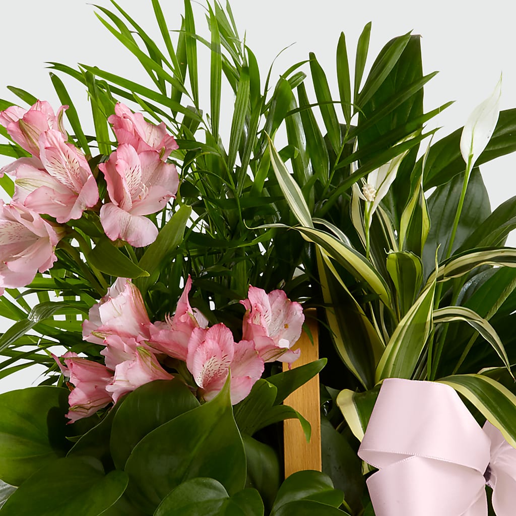 Living Spirit Dishgarden – Hallmark Flower Shoppe, Panama City FL
