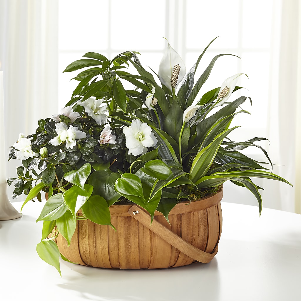 Serene Dishgarden – Hallmark Flower Shoppe, Panama City FL