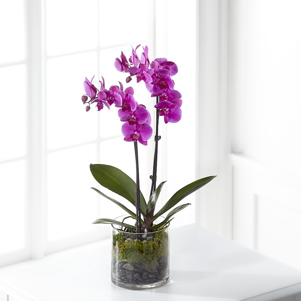 Pink Orchid Plant – Hallmark Flower Shoppe, Panama City FL