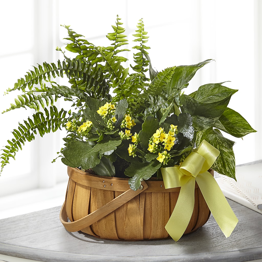 Always Dear Dishgarden – Hallmark Flower Shoppe, Panama City FL