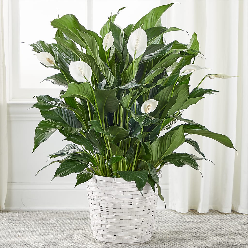 A New Leaf Peace Lily – Hallmark Flower Shoppe, Panama City FL