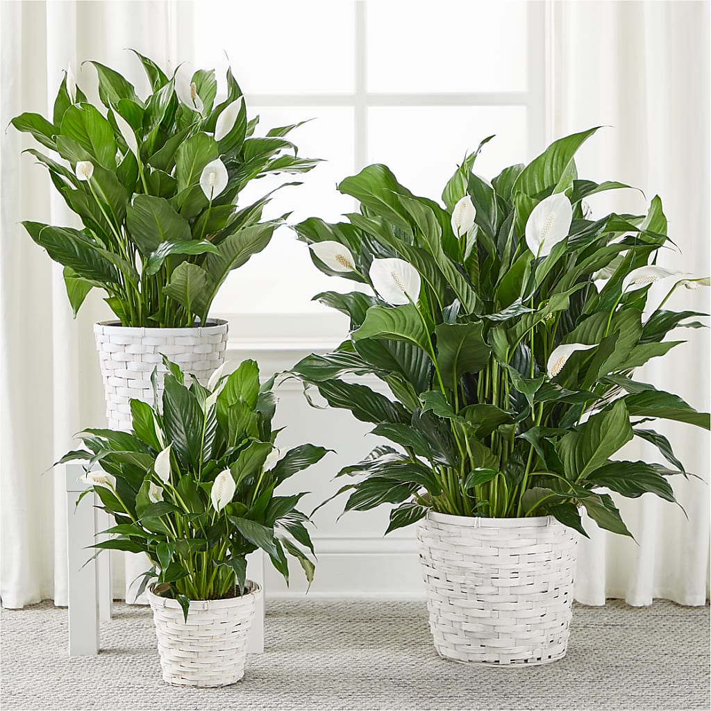 A New Leaf Peace Lily – Hallmark Flower Shoppe, Panama City FL
