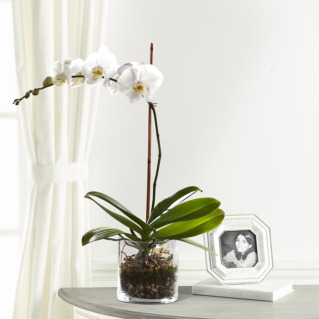 White Orchid Planter – Hallmark Flower Shoppe, Panama City FL