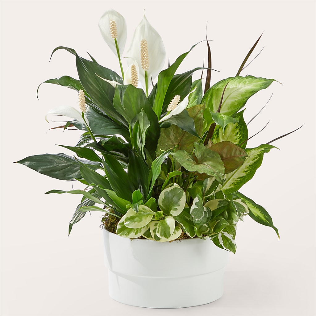 Radiating Positivity Dishgarden – Hallmark Flower Shoppe, Panama City FL