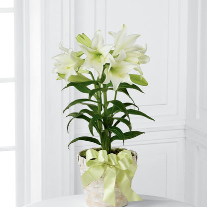 Easter Lily Plant –  Hallmark Flower Shoppe, Panama City FL