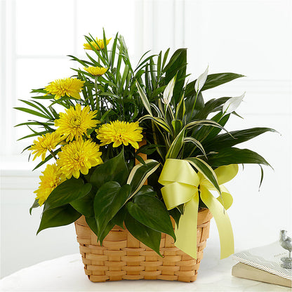 Loving Light Dishgarden –  Hallmark Flower Shoppe, Panama City FL