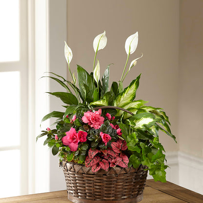 Dream in Pink Dishgarden –  Hallmark Flower Shoppe, Panama City FL