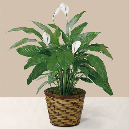 Tranquil Moments Peace Lily Plant –  Hallmark Flower Shoppe, Panama City FL