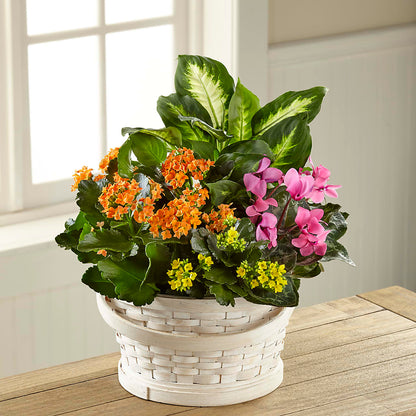 Color Crush Dishgarden –  Hallmark Flower Shoppe, Panama City FL