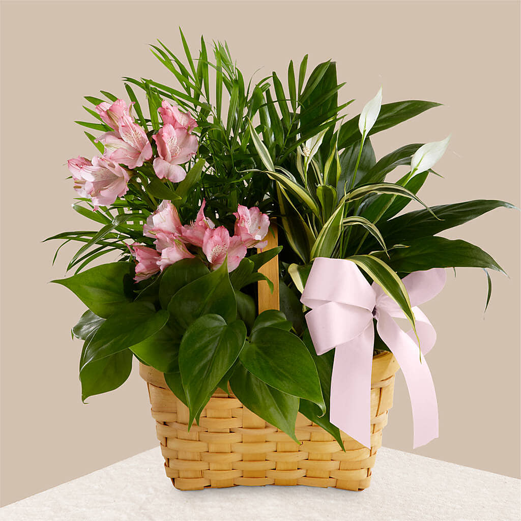 Living Spirit Dishgarden –  Hallmark Flower Shoppe, Panama City FL