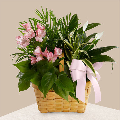Living Spirit Dishgarden –  Hallmark Flower Shoppe, Panama City FL