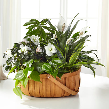 Serene Dishgarden –  Hallmark Flower Shoppe, Panama City FL