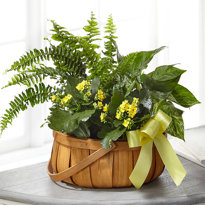 Always Dear Dishgarden –  Hallmark Flower Shoppe, Panama City FL