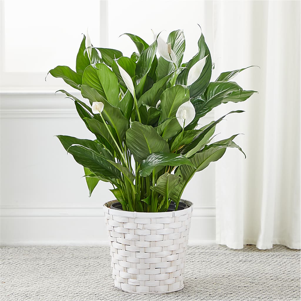 A New Leaf Peace Lily –  Hallmark Flower Shoppe, Panama City FL