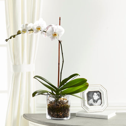 White Orchid Planter –  Hallmark Flower Shoppe, Panama City FL
