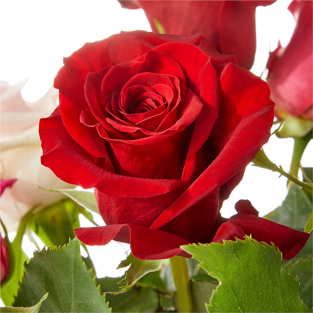 Love Notes Rose Bouquet –  Hallmark Flower Shoppe, Panama City FL